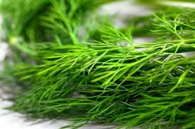 dill.jpg