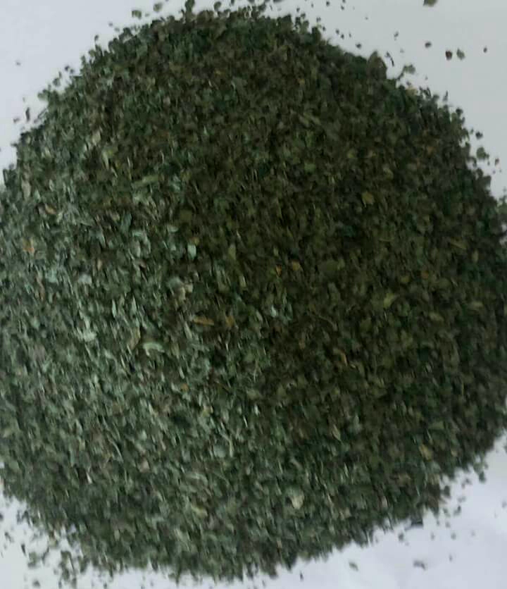 molo.jpg
